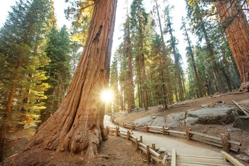 Fototapeta premium Sunset in Sequoia national park in California, USA