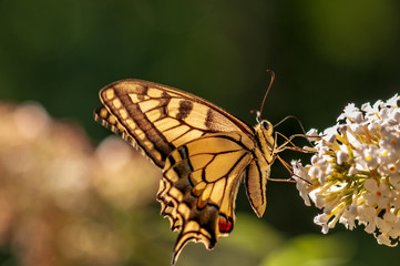 Butterfly on white Buddleja davidii