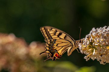 Butterfly on white Buddleja davidii