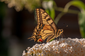 Fototapeta na wymiar Butterfly on white Buddleja davidii