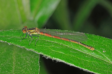 04.05.2018 DE, NRW, Leverkusen Frhe Adonisjungfer , Frhe Adonislibelle Pyrrhosoma nymphula