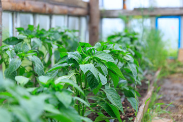 Organical big green potato bush with flowers on a garden bed growing in a private garden in spring and summer for vegetarian