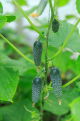 Front view of three ripe organic cucumbers growing and hanging on a brunch in a private garden for vegetarian.