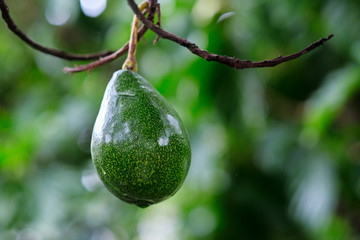 Single avocado in a tree