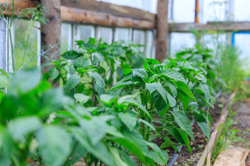 A row of organical big green potato bushes with flowers on a garden bed growing in a private garden in spring and summer for vegetarian