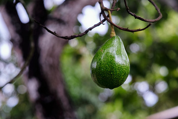 Ripe avocado in a tree