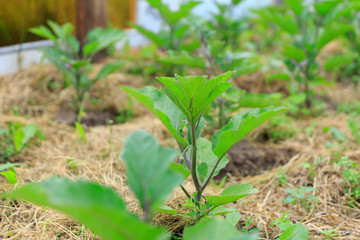 A focused close up of abbergine or eggplant growing on a garden bed in a private garden in summer and spring