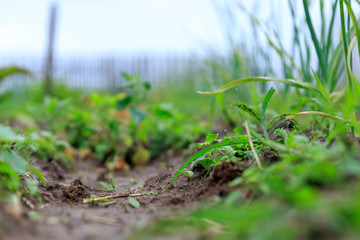 A close up of a single sprout amongst garden beds in a private garden with fruits berries and vegetables growing for vegetarians in summer and spring