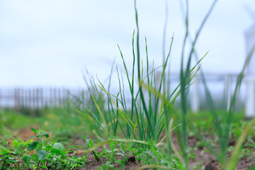  A close up of onions growing on a garden bed in a greenhouse of a private garden in summer and spring for vegetarians.