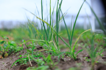  A close up of a row of raw green onions growing on a garden bed in a greenhouse in summer and spring for vegetarians.
