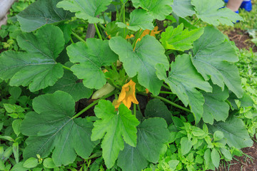 A close up an organic cucumber flower growing on a garden bed alsmost ripe ready for vegetarian