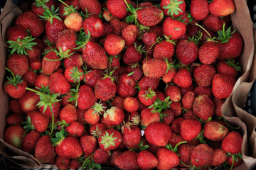 A top view of a giant pile of fresh ripe organic homegrown bright red strawberries from a private garden ready for sale to vegetarians in spring and autumn.