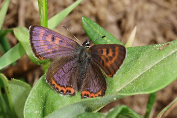 11.05.2018 DE, NRW, Kalterherberg Blauschillernder Feuerfalter Lycaena helle ([DENIS & SCHIFFERMšLLER], 1775)