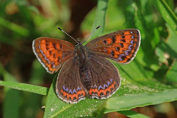 11.05.2018 DE, NRW, Kalterherberg Blauschillernder Feuerfalter Lycaena helle ([DENIS & SCHIFFERMšLLER], 1775)