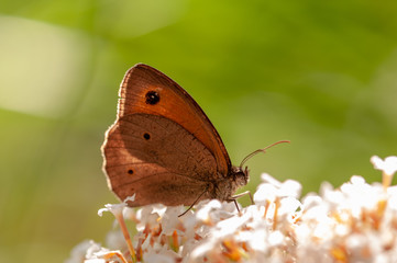 Maniola jurtina butterfly on white Buddleja davidii