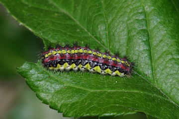 12.05.2018 DE, RLP, Schloáb”ckelheim Trauerwidderchen, Raupe Aglaope infausta (LINNAEUS, 1767)