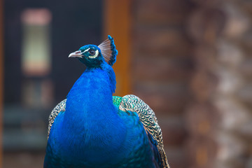 Fototapeta premium Peacock detail head very colorful