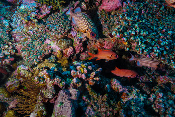 Obraz na płótnie Canvas School of fish at the Maldives