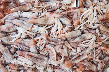 Fototapeta premium fresh squid
