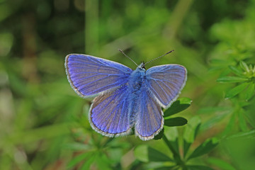 17.05.2018 DE, NRW, K”ln-Chorweiler Hauhechel-Bl„uling Polyommatus icarus (ROTTEMBURG, 1775)