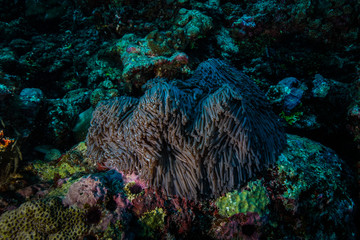 Anemone Coral and fish at the Maldives