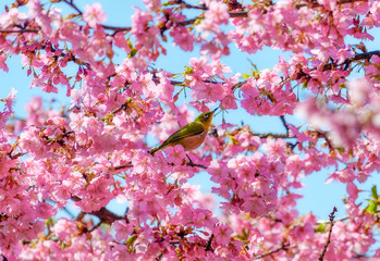 満開の河津桜とメジロ