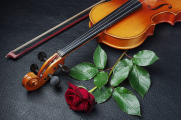 Fototapeta premium Violin and red rose on a dark background.
