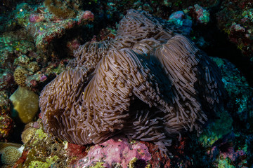 Anemone Coral and fish at the Maldives
