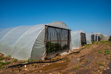 Tunnel pepper cultivation greenhouse