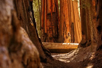 Foto auf Glas Hiker in Sequoia national park in California, USA © Maygutyak