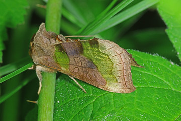 31.05.2018 DE, RLP, Niederzissen, Bausenberg Messingeule Diachrysia chrysitis (LINNAEUS, 1758)