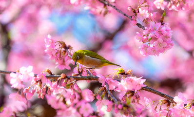 満開の河津桜とメジロ
