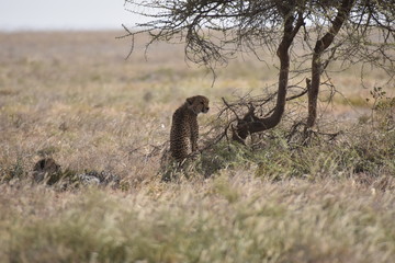 Cheetah in Tanzania