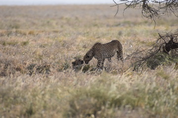Cheetah in Tanzania