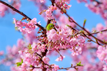 満開の河津桜とメジロ