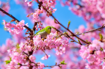 満開の河津桜とメジロ