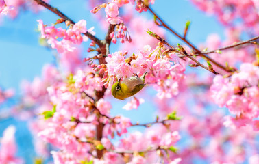 満開の河津桜とメジロ