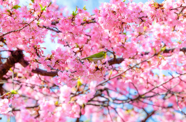 満開の河津桜とメジロ