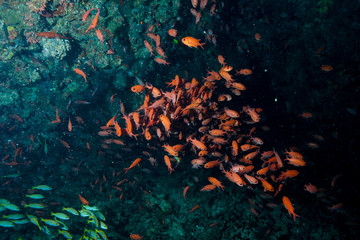 Fototapeta na wymiar School of fish at the Maldives