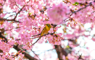 満開の河津桜とメジロ
