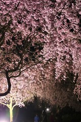 風土記の丘の夜桜 