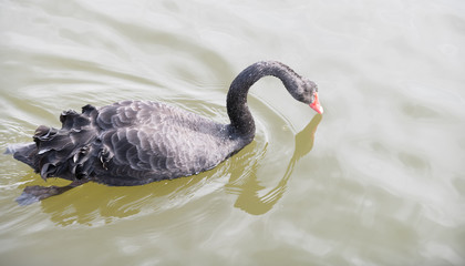 Fototapeta premium cygne noir