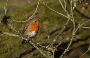 A beautiful Robin, Erithacus rubecula, perching on a branch in a tree.