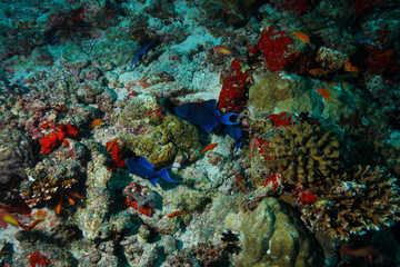 Naklejka na ściany i meble Coral reef at the Maldives