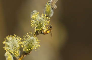 A Honey Bee (Apis mellifera) collecting pollen from the Goat Willow or Pussy Willow, Salix caprea, tree. © Sandra Standbridge