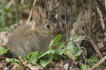 Two cute baby Wild Rabbits (disambiguation) feeding on plants at the edge of woodland.