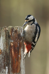 A beautiful Great spotted Woodpecker (Dendrocopos major) perching on the side of a tree stump in the Abernathy forest in the highlands of Scotland feeding. 