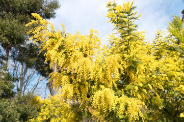 Naklejka premium mimosas