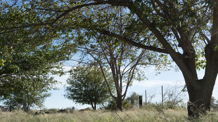 Southwest farm land trees and grass