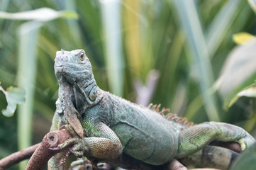iguane